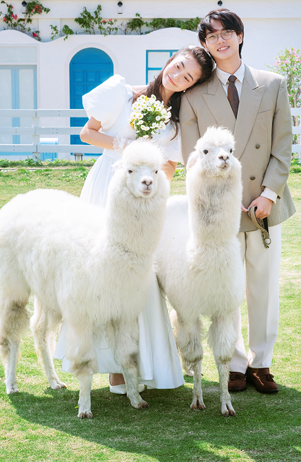 萌宠羊驼小清新风婚纱照                                深圳旅拍婚纱照