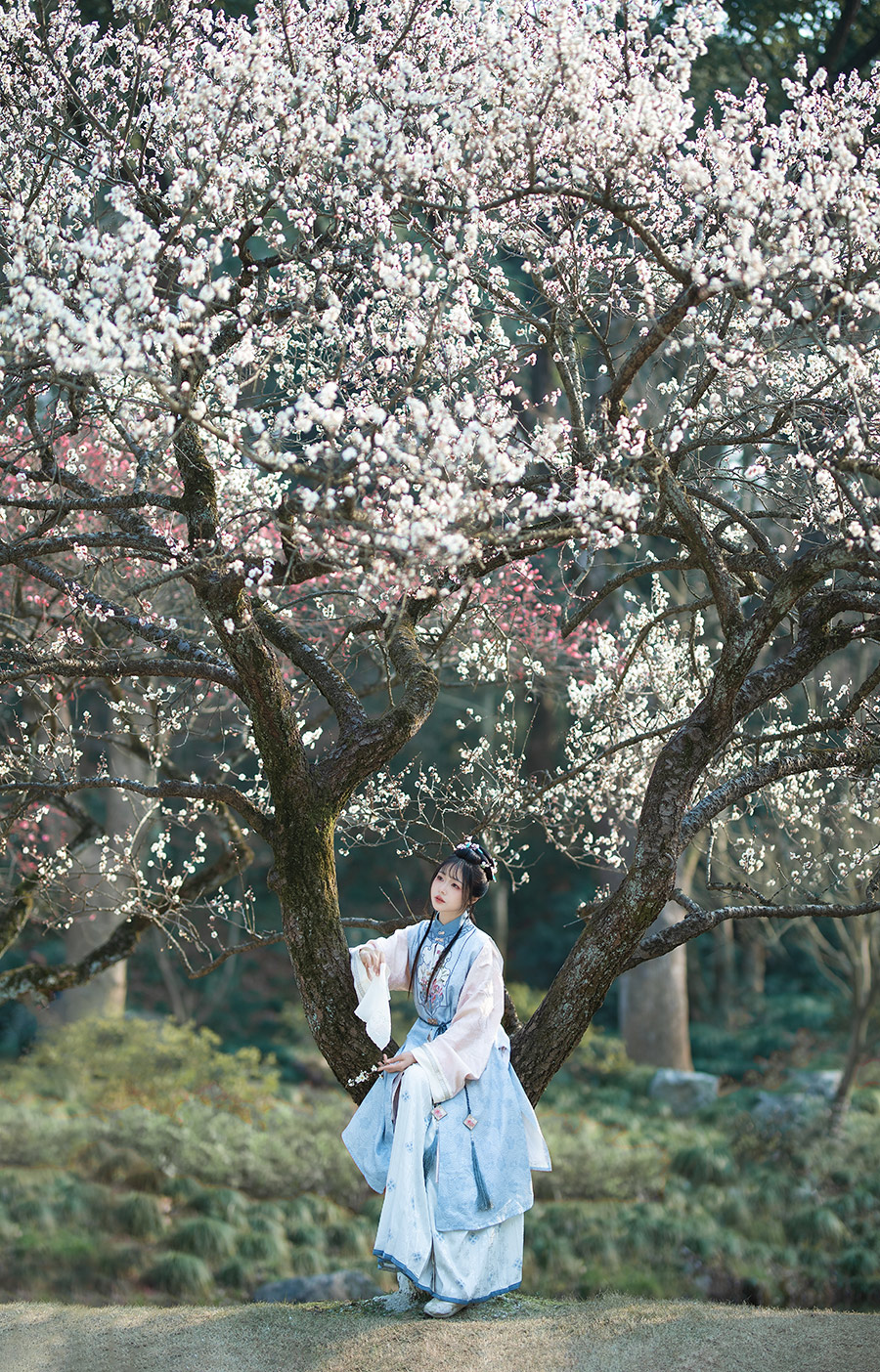 杨小姐梅园                         外景汉服写真