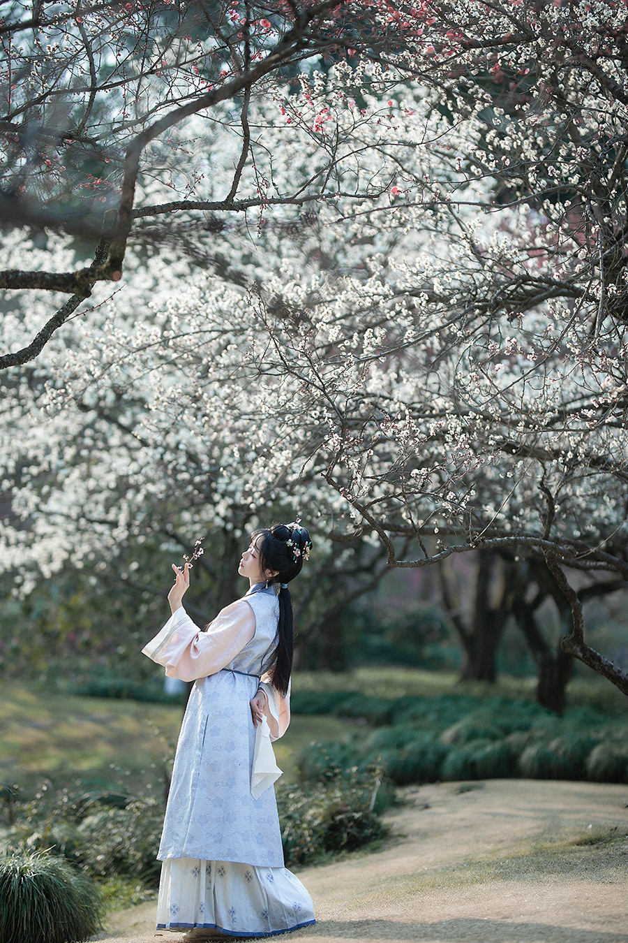 杨小姐梅园                         外景汉服写真